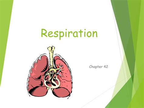 Ppt Chapter 5 Respiration Powerpoint Presentation Free Download Id