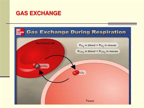 Ppt Gas Exchange And Gas Transfer Powerpoint Presentation Free