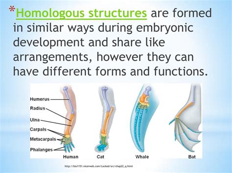 Ppt Homologous Analogous Structures Page 26 Powerpoint