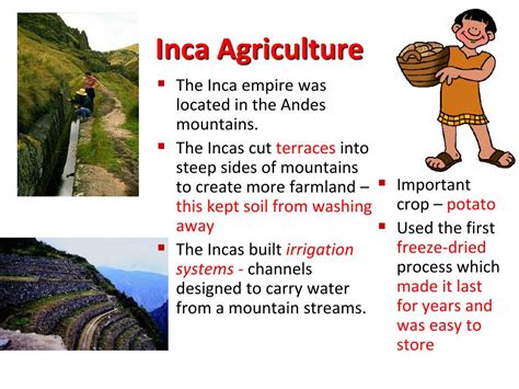 Ppt Inca Civilization Powerpoint Presentation Id 742928