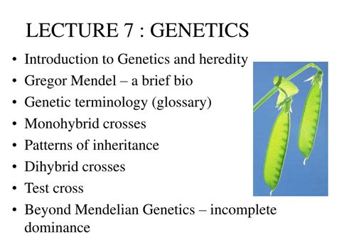 Ppt Lecture 7 Genetics Powerpoint Presentation Free Download Id