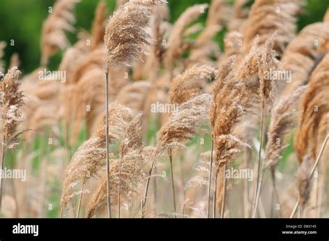 Prairie Grasses of Illinois