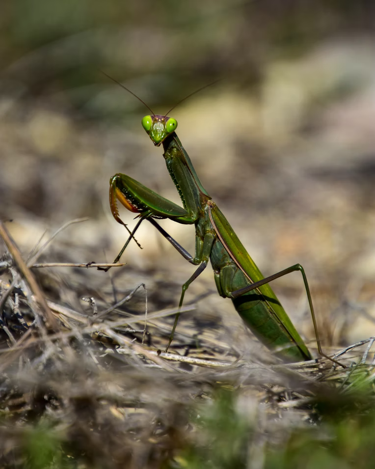 Praying Mantis Facts The Facts And Benefits Of Attracting Praying Mantis