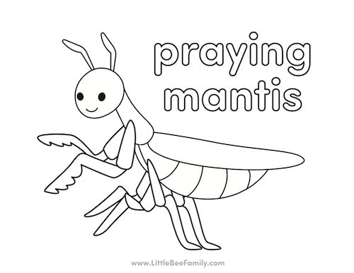 Praying Mantis Information