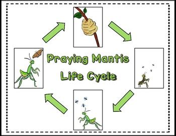 Praying Mantis Life Cycle Pack With Observation Journal Labeling Pages