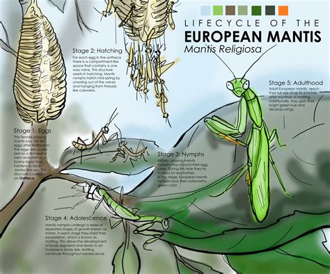 Praying Mantis Lifespan Facts