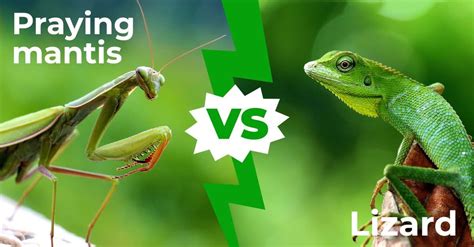 Praying Mantis Vs Lizard The 5 Key Differences A Z Animals