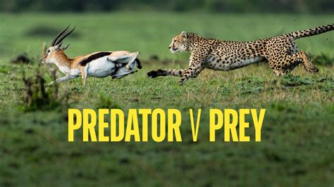 Predator V Prey Bbc America Series Where To Watch