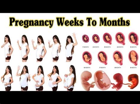 Pregnancy Weeks To Months 1 To 9 Weeks Fetal Developments Youtube