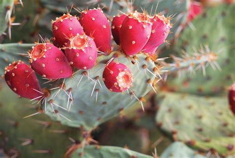 5 Uses Prickly Pear Cactus