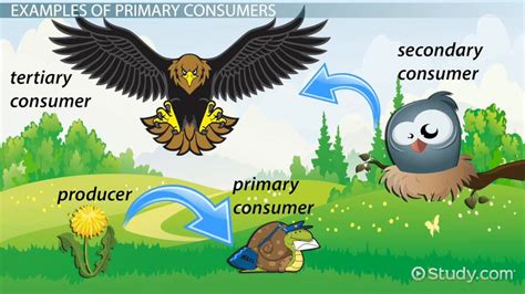 Primary Consumer Definition Functions Examples Lesson Study Com
