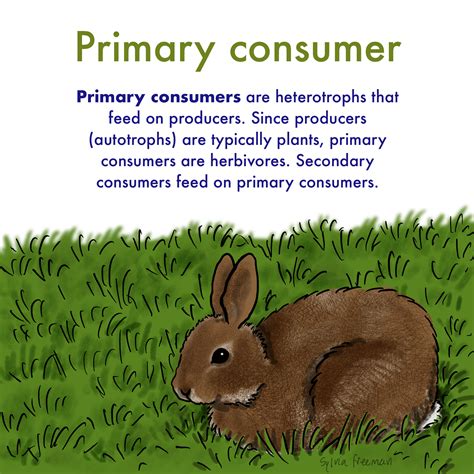 Primary Consumer Definition