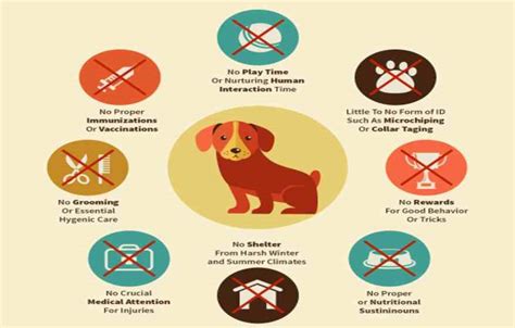 Procedure Or Ways To File A Complaint For Animal Cruelty In India How