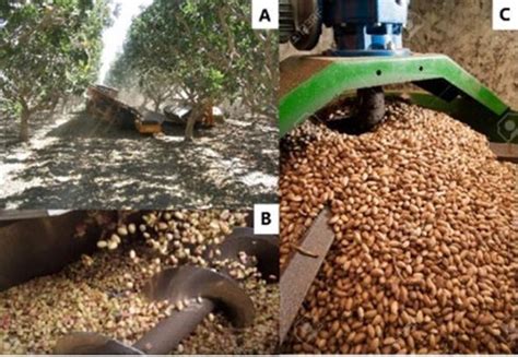 Processing Of Tree Nuts Intechopen