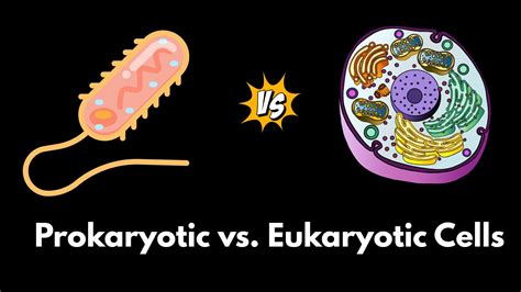 Prokaryotic And Eukaryotic Cells Video Biology Ck 12 Foundation