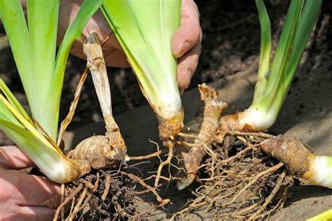 Propagate Irises By Dividing Bbc Gardeners World Magazine
