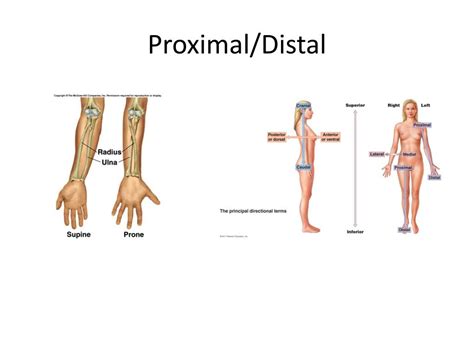 Proximal E Distal Anatomia Braincp