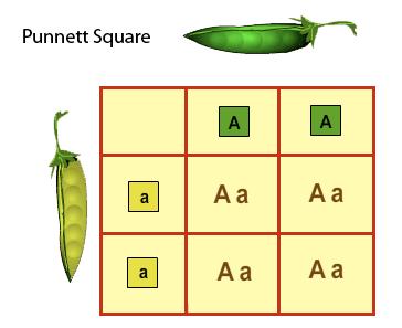 Punnet Squares