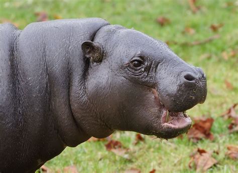 Pygmy Hippo Choeropsis Liberiensisat Marwell Zoo
