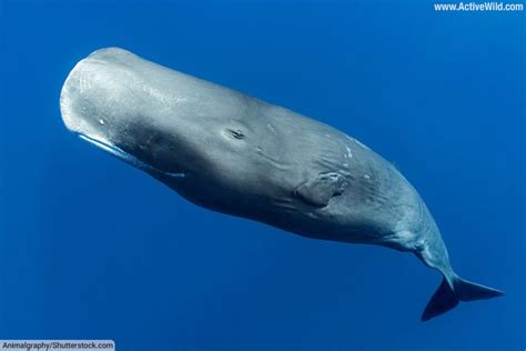 5 Pygmy Sperm Whale Facts