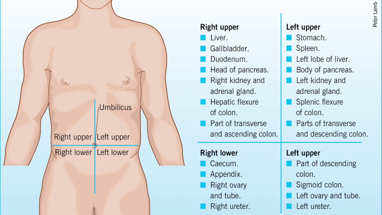 4 Abdomen Quadrants