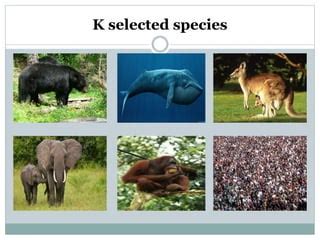 R And K Selected Species Powerpoint Presentation Ppt