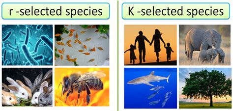 R and K Selected Species Explained