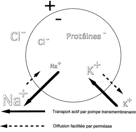 R Solu Action Des Ions Cl Dans Les Synapses Openclassrooms