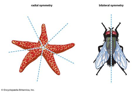 Radial Symmetry Biology Britannica