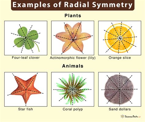 Radial Symmetry Definition Examples Advantages