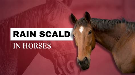 Rain Scald In Horses Strathorn Farm Stables