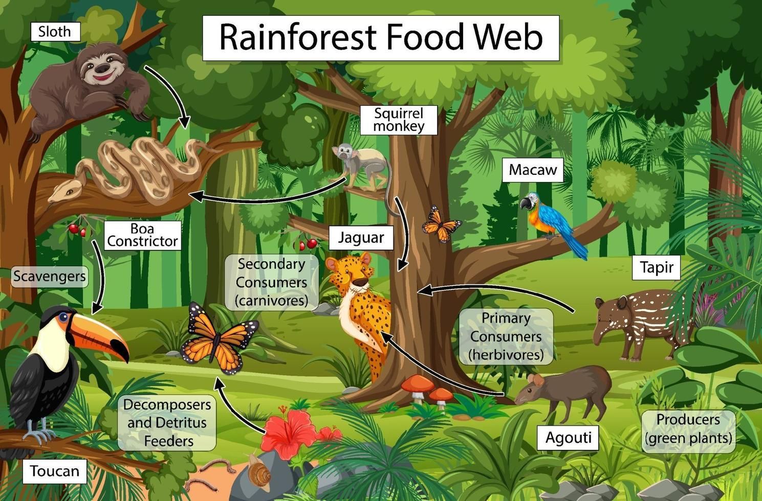 Rainforest Food Chain Explained