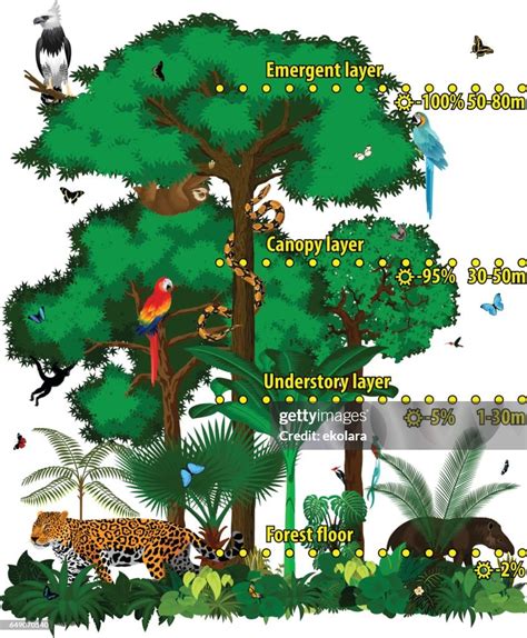 Rainforest Jungle Layers Vector Illustration Vector Green Tropical