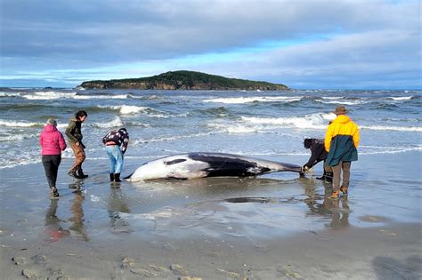 Rare Spade Toothed Whale May Have Washed Ashore In New Zealand Fox 5