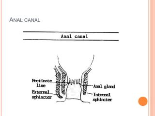 Rectum Anal Canal Ppt Video Online Download