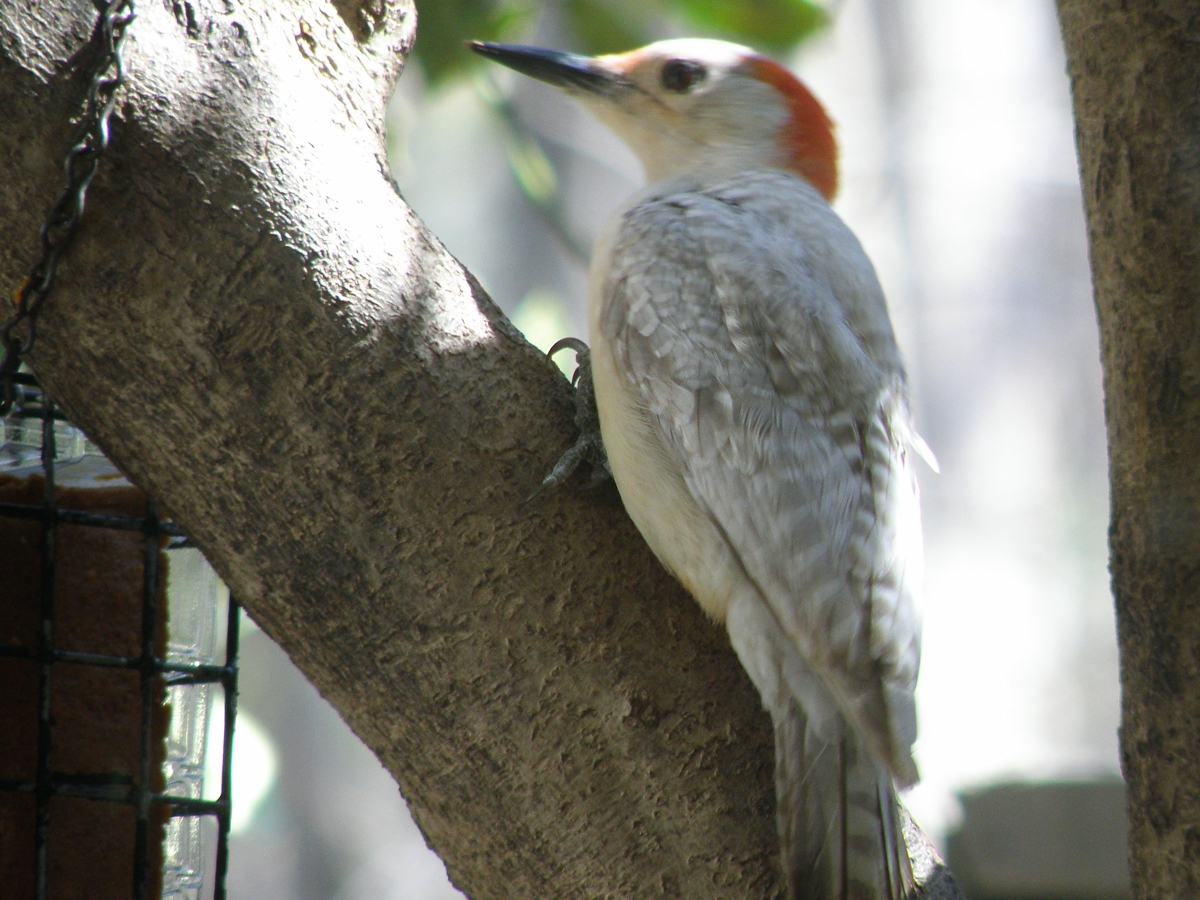 Red Bellied Woodpecker Female Feederwatch