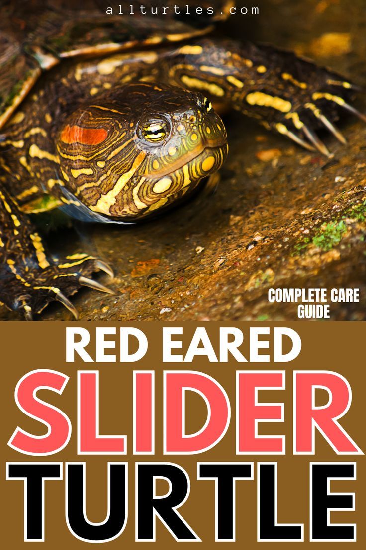 Red Ear Slider Turtle Care Guide Complete Free Artofit