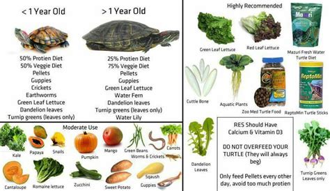 Red Eared Slider Turtle Facts Habitat Diet Pet Care Pictures