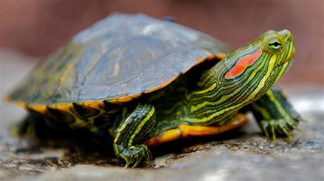 Red Eared Slider Turtle Care