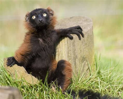 Red Ruffed Lemur Facts And Their Amazing Communication Skills Odd Facts