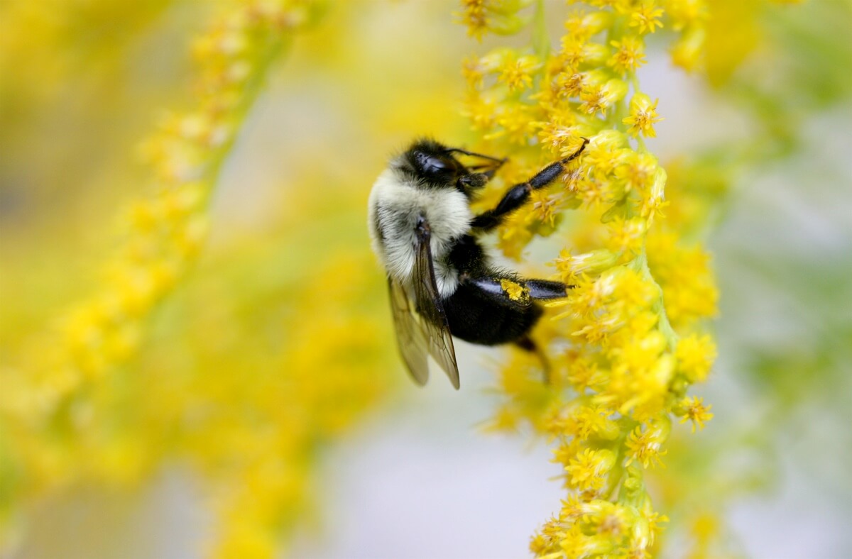 Oviparity Refers To Egg Laying Ability