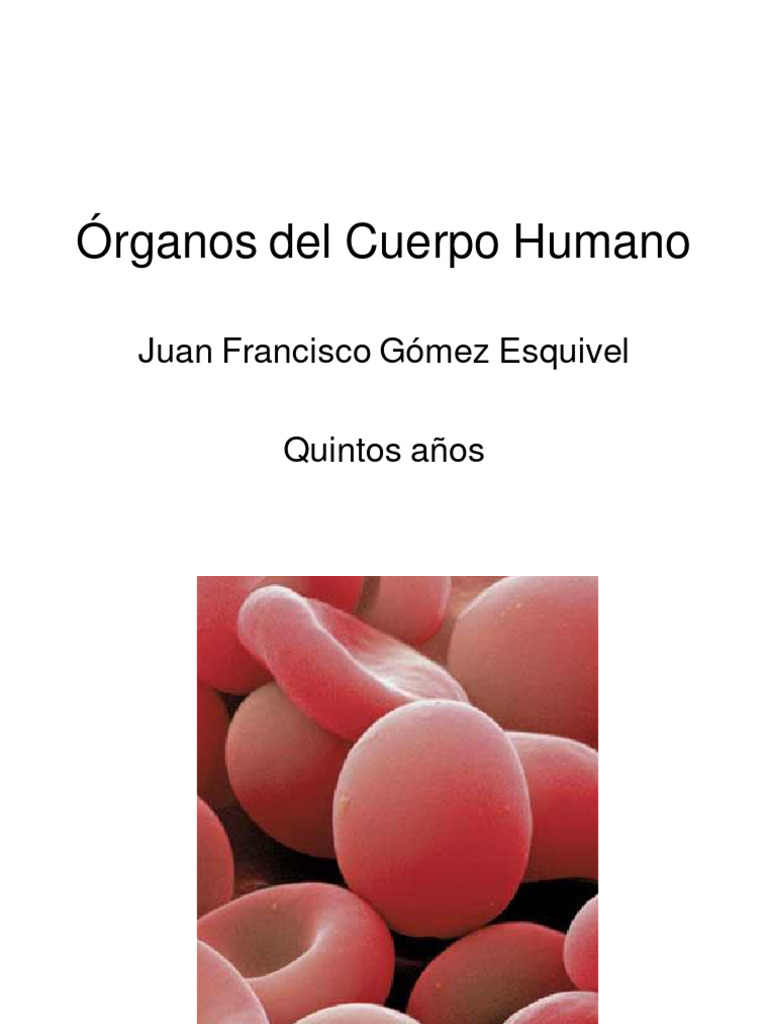 Rganos Del Cuerpo Humano Etsy M Xico