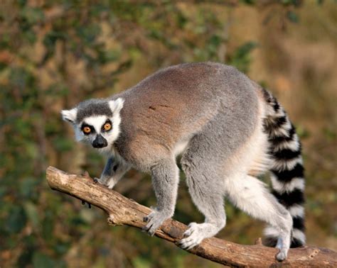 5 Ring Tailed Lemur Facts