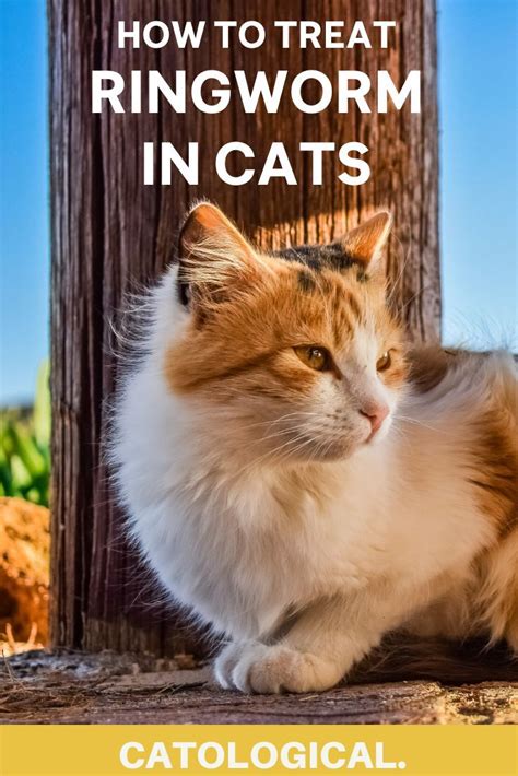 Ringworm In Cats What Is It How Do I Treat It Does It Go Away