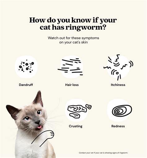 Ringworms In Cats Causes Symptoms Treatment Prevention