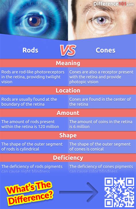 5 Facts Rods Vs Cones