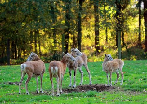 Roe Deer Group Stock Image Image Of Green Mammal Wild 37061365