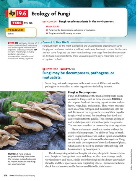 Role Of Fungi In The World Ecology Britannica