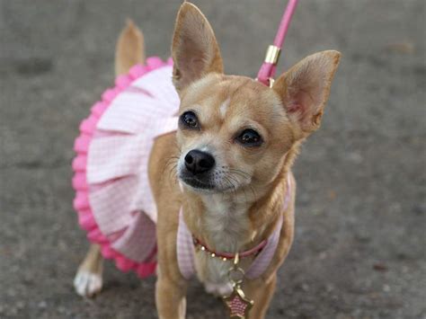 Ronnie The Chihuahua Shines As Bruiser In Legally Blonde