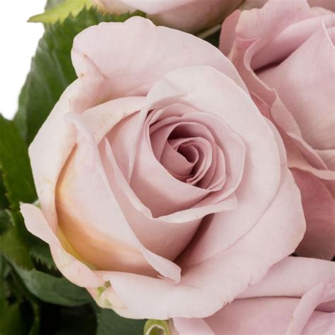 Rose Milka Bounty Way 70Cm Rosen Rosaton Heyl Blumengro Handel